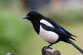 Magpie