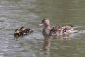 Mallard