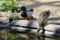 Mallard
