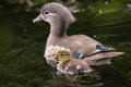 Mandarin Duck