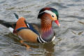 Mandarin Duck