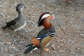 Mandarin Duck