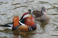 Mandarin Duck