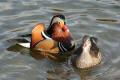 Mandarin Duck