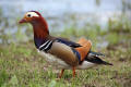 Mandarin Duck