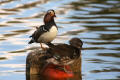 Mandarin Duck