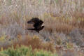 Marsh Harrier