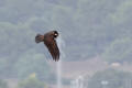 Marsh Harrier