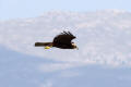 Marsh Harrier