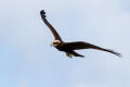 Marsh Harrier