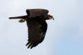 Marsh Harrier