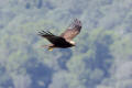 Marsh Harrier
