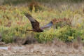 Marsh Harrier