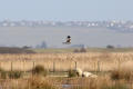 Marsh Harrier