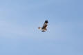 Marsh Harrier