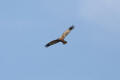 Marsh Harrier