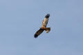 Marsh Harrier