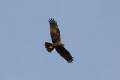 Marsh Harrier