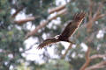 Marsh Harrier