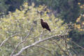 Marsh Harrier