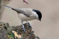 Marsh Tit