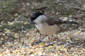 Marsh Tit