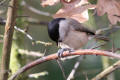 Marsh Tit