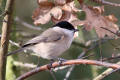 Marsh Tit