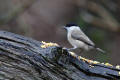 Marsh Tit