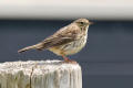 Meadow Pipet