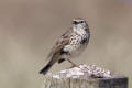 Meadow Pipet