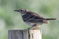 Meadow Pipet