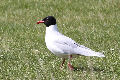 Mediterranean Gull