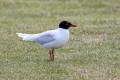 Mediterranean Gull