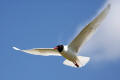 Mediterranean Gull