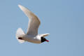 Mediterranean Gull