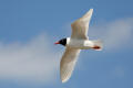 Mediterranean Gull