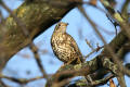 Mistle Thrush