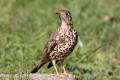 Mistle Thrush