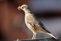 Mistle Thrush