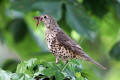 Mistle Thrush