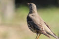 Mistle Thrush