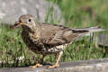 Mistle Thrush