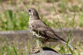 Mistle Thrush