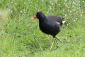 Moorhen