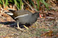 Moorhen