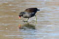 Moorhen