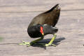 Moorhen