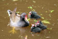 Moorhen