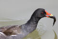 Moorhen